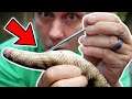 WHAT AM I STICKING IN MY PYTHON?? | BRIAN BARCZYK