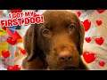 I Adopted A Puppy Today.. My First Dog Ever!! *Chocolate Lab*