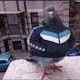 tired pigeon