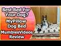Best Bed For Your Dog? - MyPillow Dog Bed Review - MumblesVideos Review