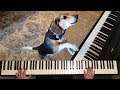 I did a Piano Duet with Buddy Mercury (the Singing Piano Dog!)