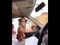 Man scares his friend with a camel part 2