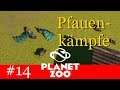 Pfauenkämpfe - Planet Zoo #14 [Deutsch | German]