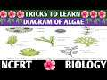 tricks to learn diagram of GREEN ALGAE,RED ALGAE AND BROWN ALGAE|(NCERT CLASS 11NEET)|PLANT KINGDOM🌺