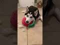 Husky Nearly PASSES OUT After Destroying Toys & Trashing House!!! #shorts