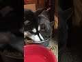 Huskie trys to stop cat from stealing food: