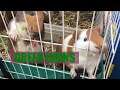 Green Chins | Guinea Pigs