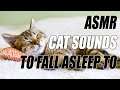RAOU~ING CAT Sounds for Sleeping | Relaxing | Studying | VIRTUAL EXPERIENCE | SLEEP SOUNDS