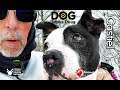360 Dog Walk Video - Castiel Says Adopt Me - Dog Walks Doug & Just Wants Real Home #AdoptMe