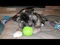 Adorable American Akita Puppy Chewing on a Green Spiky Ball Dog Toy