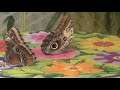 Twycross Zoo - Butterflies