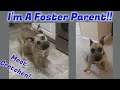 I'm A Foster Parent! Meet My First Foster Dog - Gretchen
