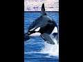 Killer Whale (Ocas) Hunts Sharks At Sometimes මෝරුන් පවා දඩයම් කළ හැකි ඩොල්ෆින් සතුන් #Shorts