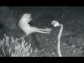 Rat Kicks Snake in the Face