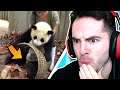 Human Vs. Pandas (Animals Being Jerks #1)