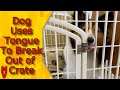 Dog Opens Door With Tongue #Shorts || Cute Shetland SheepDog Short Video