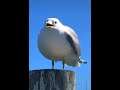 Screaming Seagull for 10 minutes