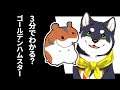 3分でわかる?ゴールデンハムスター