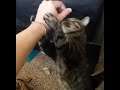 Big Cat Demands Pets