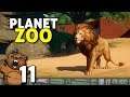 O Rei dos animais | Planet Zoo #11 - Gameplay PT-BR