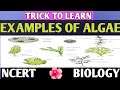 Awesome Tricks To Learn Examples Of Algae |Short trick to learn algae example |NCERT Biology| NEET