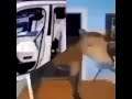 amogus