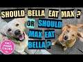 Should Bella Eat Max Or Should Max Eat Bella?