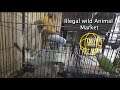 Cairo Wild Animal Market in 3D - 360 Stereoscopic 4K filmed with a VUZE 360