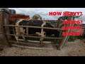 HOW HEAVY ARE THE BULLS?? 300/400/500KG?? -- WEIGHING BULLS AND CLIPPING AND DOSING