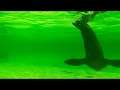 Welsh Mountain Zoo Sea Lions (slow motion)