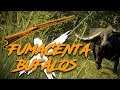 FUMACENTA X BUFALOS CAÇADA COM EMOÇÃO -  THE HUNTER CALL OF THE WILD BRASIL
