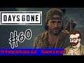 WHAT COULD GO WRONG? // Days Gone #60