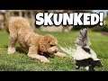 CHLOE GOT SKUNKED!!! How To Get Rid of Skunk Smell Fast!