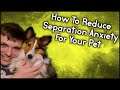 How to Reduce Separation Anxiety For Your Pet - Pupdate #30 - MumblesVideos