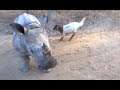Rhino That Thinks It's A Goat