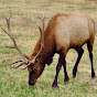 Noobish Elk
