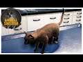 Helping Kitty Cats Find a Good Home // Animal Shelter Simulator Prologue