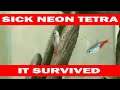 Sick Neon Tetra ~ It survived!