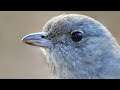 Up close with foraging Grey Shrike-thrush – Includes song recordings from the Capertee Valley
