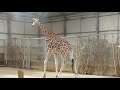 Twycross Zoo - Giraffes again
