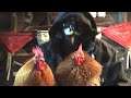 Raising Chickens - Part 1