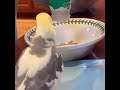 birb dances to bottle emptying sound