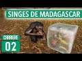 Préservation des singes de Madagascar 🐒 - Ep.2 - Planet Zoo FR