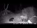 Our Trail Cams of our New Property and look what we found!