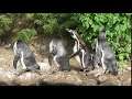 Twycross Zoo - Penguin power