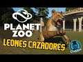 ¡LEONES CAZADORES! PLANET ZOO - Gameplay en Español