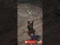 Stunt Jump onto a Horse - Red Dead Shorts