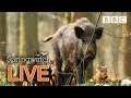 Cute wildlife cams 7 June  🐦 🐗🐣 | BBC Springwatch
