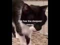 corpse kitten (cat with a deep voice)
