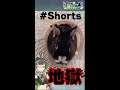 みんな大好きアニマル動画だよ!! #Shorts